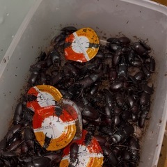 無料　　カブトムシ　クワガタ差し上げます。の画像