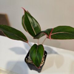 アグラオネマ　オーロラの画像