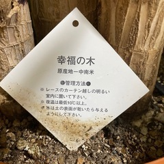 ドラセナ・マッサンゲアナ（幸福の木）の画像