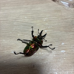 ニジイロトリオ① 強レッド血統　即ブリの画像