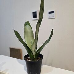 サンセベリア　ムーンシャインの画像
