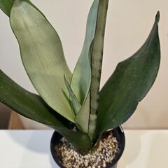 サンセベリア　ムーンシャインの画像