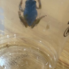 カエル　8/20.13時頃の画像