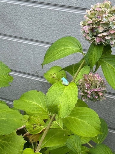 カエル　8/20.13時頃