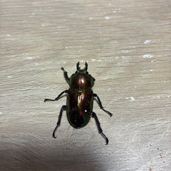 ニジイロトリオ① 強レッド血統　即ブリの画像