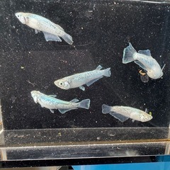 メダカ　ヴェルデウス　2ペア＋1の画像
