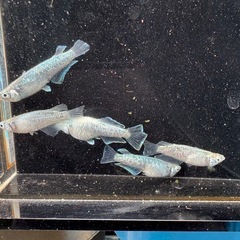 メダカ　ヴェルデウス　2ペア＋1の画像