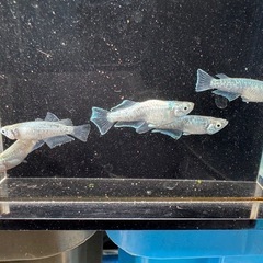 メダカ　ヴェルデウス　2ペア＋1の画像