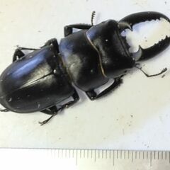 対馬産チョウセンヒラタ　幼虫8匹の画像