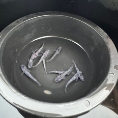 メダカ　和墨×ミラージュ斑　画像すべての画像