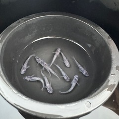 メダカ　和墨×ミラージュ斑　画像すべての画像