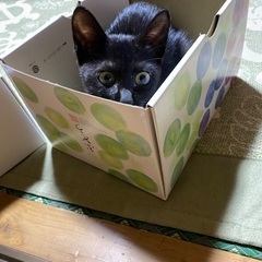 保護猫　黒系メス　小柄で性格良！里親さま募集！
