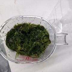 【無料】水草ウイローモス　※内容をよくお読みくださいの画像