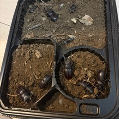 クワガタ、カブトムシ、ノコギリ欲しい方　高場の画像