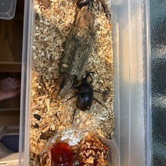 クワガタ、カブトムシ、ノコギリ欲しい方　高場の画像