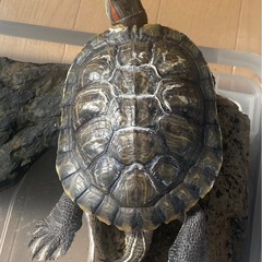 ミドリガメ飼って下さる方探してます