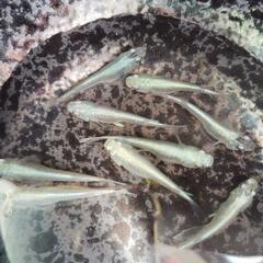みゆきメダカ　成魚の画像