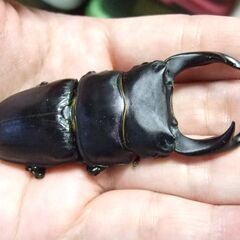 福岡県産オオクワガタ ♂77.5ミリ ♀50.1ミリ ペアの画像