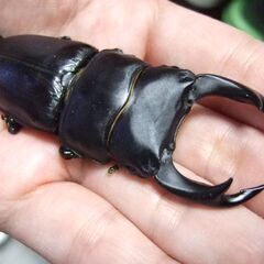 福岡県産オオクワガタ ♂77.5ミリ ♀50.1ミリ ペアの画像