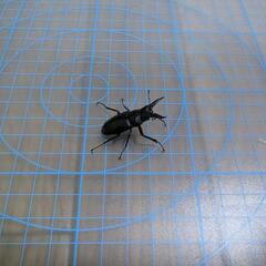 ノコギリクワガタ♂の画像