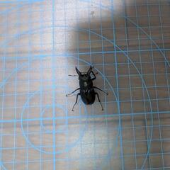 ノコギリクワガタ♂の画像