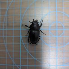 ノコギリクワガタ♀の画像
