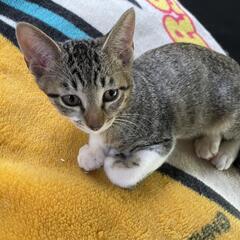 ☆3ヶ月子猫2匹募集(由利本荘市)