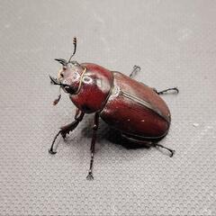 【ラスト！夏休みセール※8/31まで】トカラノコギリクワガタ①　♂♀ペアの画像