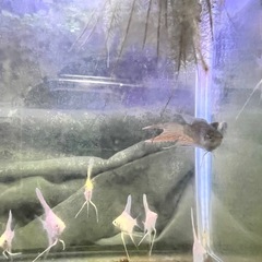 ゴールデンエンゼルの画像
