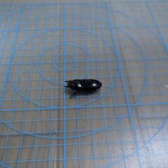 たぶんヒラタクワガタ♀（もしくはコクワガタ）の画像