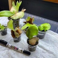 ビカクシダの画像