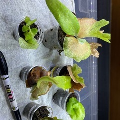 ビカクシダの画像