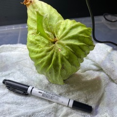 ビカクシダの画像