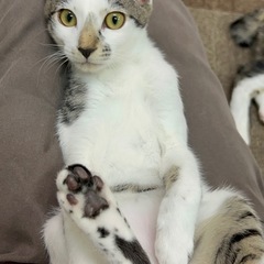 抱っこ大好きゴロスリにゃんこ😻