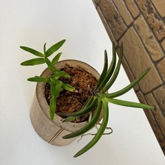 山採り風蘭とセッコク蘭
の画像