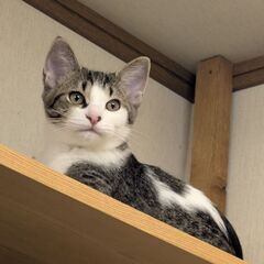 【ほろ】里親募集中
