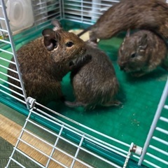 デグーの里親を募集します。
