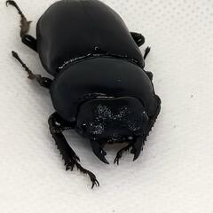 予約商品　能勢YGオオクワガタ新成虫　♂顎ズレ70ミリ♀46.2ミリ　1ペア　の画像