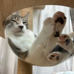 シャーシャーからデレ男へ転身😽　⭐︎動画付き⭐︎