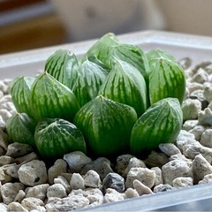 ハオルチアの画像