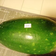 大物です 冬瓜の画像