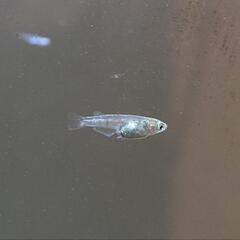 メダカ(若魚)10匹〜【グリーンウォーター500ml付き】の画像
