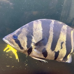 ダトニオプラスワンの画像