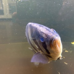 ダトニオプラスワンの画像