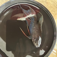 ブラックパラダイスフィッシュ♂の画像