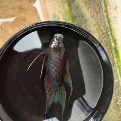ブラックパラダイスフィッシュ♂の画像