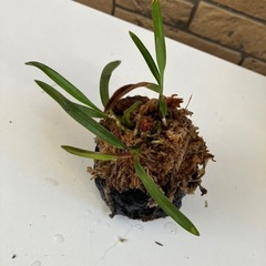 山採り風蘭の画像