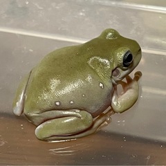 🐸訳あり🐸イエアメガエルブルーアイ🩵の画像