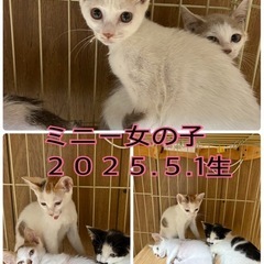 子猫の可愛い☆ミニーちゃん