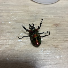 ニジイロペア④ 強レッド血統の画像